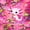 Hotpink, variant on Erosebridal Cute Animals Axolotl Twin Sheet Sets,Kawaii Rainbow Stars Bedding For Girls Kids 3 Pieces
