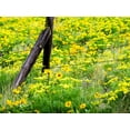 thumbnail image 2 of Eggers, Terry 32x25 White Modern Wood Framed Museum Art Print Titled - USA-Washington State Fence line with spring wildflowers, 2 of 4