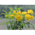 thumbnail image 4 of Tecoma Crape Mango Plant 4–7 Inch Tall, Vibrant Tropical Flowering Shrub, Easy to Grow, Perfect for Garden & Patio Décor, 4 of 9