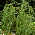 thumbnail image 3 of Corkscrew Willow Dormant Bare Root Tree, 1-Pack, 3 of 3