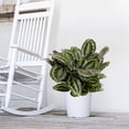 thumbnail image 5 of United Nursery Live Calathea Medallion Plant 28-32 inches Tall in 9.25-inch Grower Pot, 5 of 10