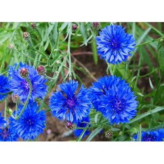 Bachelors Buttons Flower Garden Seeds - Mixed Colors - 1 Oz - Annual Bloom  Gardening Blend - Centaurea cyanus 