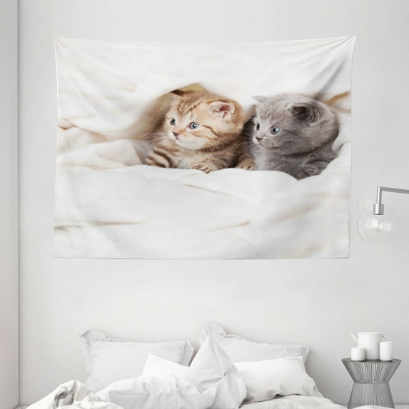 Animal Decor Tapestry, Two Little Scottish Fold Kittens on the White Background Digital Print, Wall Hanging for Bedroom Living Room Dorm Decor, 80W X 60L Inches, White and Grey, by Ambesonne