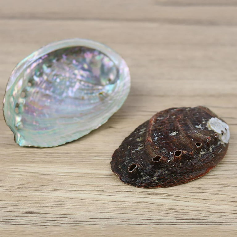 Sea Shells for Decorating, Natural abalone Sea Shell for Home Decor,  Wedding Decoration,4.3 