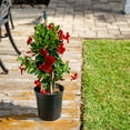 thumbnail image 5 of Island Blooms Live Indoor Mandevilla Plant in 10 inch Grower’s Pot – 20In Tall - Full Sun, 5 of 8