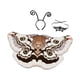 thumbnail image 3 of Disfraz de de polilla para Halloween, accesorios fotográficos para fiestas de disfraces, cumpleaños y festivales. Café, 3 of 8