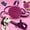 Pink+Bonus, variant on Stone Gray + Free Bonus Leash! Wearable Mini Adjustable Dog Leash for Hiking, Training & Adventure. 36" Powerful Lightweight, Retractable Keychain Clip. Durable & Comfort Grip for Off Leash Walking.