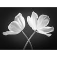 thumbnail image 2 of Frank, Assaf 24x19 White Modern Wood Framed Museum Art Print Titled - Two Tulip flowers crossed, FTBR-1822, 2 of 4