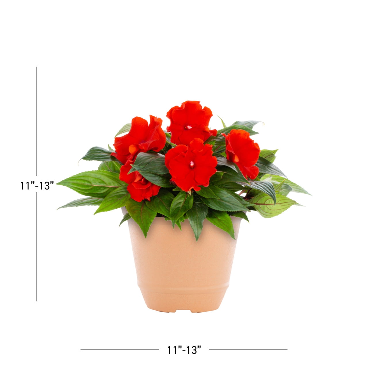 Better Homes & Gardens 3QT Red New Guinea Impatiens Live Annual Plant Decorative Pot Shade 2-Pack