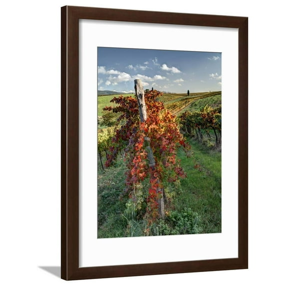Italy, Tuscany Vineyard in Autumn in the Chianti Region of Tuscany Framed Print Wall Art by Julie Eggers Sold by Art.Com