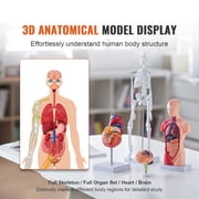 KFFKFF Collection of Human Anatomy Models, Includes Brain, Human Body Torso, Heart, Skeleton, Set of 4, 3D Interactive Study Aids, Instructional Tools for Physiology Students or Educational Resource