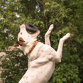 thumbnail image 4 of Juguete para Perros Chew King Anillo Supremo Mediano, 4 of 7