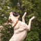 thumbnail image 4 of Juguete para Perros Chew King Anillo Supremo Mediano, 4 of 7
