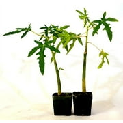 9GreenBox -TR Hovey Papaya Carica L. Caricaceae ~ Miniature Tree- 2 Pack