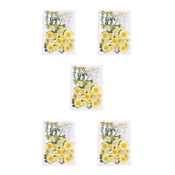 Ounissouiy Flores secas prensadas, artesanías florales mixtas, hermosos accesorios DIY, suministros para álbumes de recortes, artículos para el hogar, F 5piezas Ounissouiy CBP225272