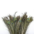 thumbnail image 4 of Fleurs Plumes de Queue pour Artisanat Lots Réels 1012 Pouces DIY Maison Plateforme Concurrents Ignorant Couleur et Taille 10 Pcs, 4 of 8