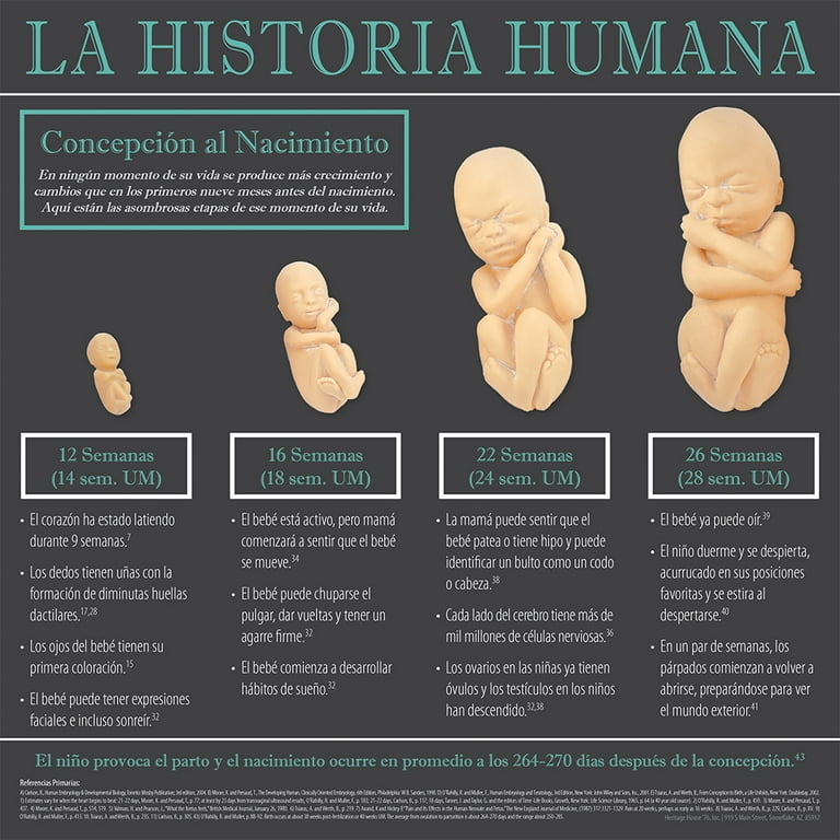 Desarrollo Infantil Cambios Bebe Meses Crecimiento Etapa De Bebes