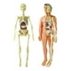 thumbnail image 1 of Modelo De Esqueleto Humano CUTICAT Modelo De Anatomía Cuerpo Humano, 1 of 3