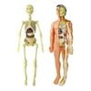 1Set Model Skeleton Human for Teaching Tool Education Display Models