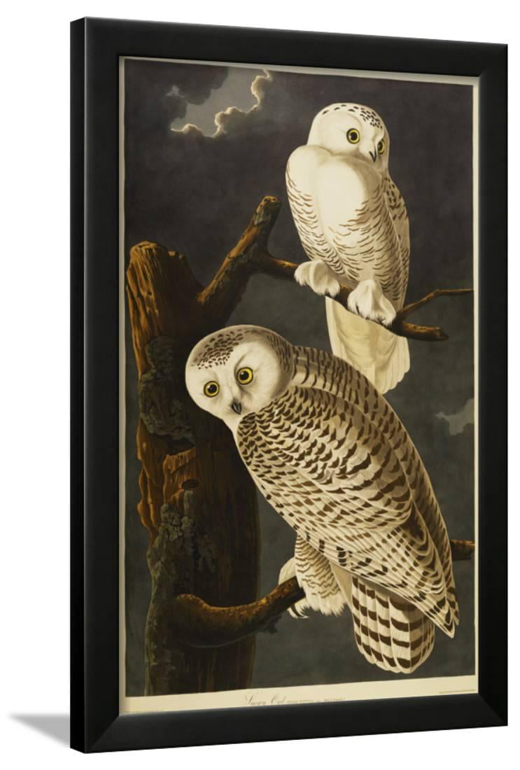 Bird Lithograph Vintage Snowy Owls Audubon Lithograph James John Audubon Bird Wall Decor 12 x 9 Snowy Owls Art Print Bird Art Print