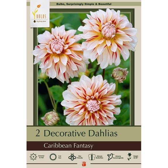 Caribbean Fantasy Dahlia - 2 Bulb Clumps - Creamy White & Red