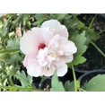 thumbnail image 3 of Peppermint Smoothie Rose of Sharon Hibiscus syriacus, Vibrant Blooms, Pollinator Friendly, Deciduous Shrub, Garden Border, Container Plant, Non-Toxic Pet 5 Gallon, 3 of 14