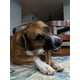 thumbnail image 3 of Juguete masticable para perros SPOT Bam-Bones Plus T Bone para masticadores agresivos, 3 of 6