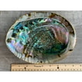 thumbnail image 6 of Abalone Shell, Seashell Incense Burner, Smudge Bowl for Holding Smudge Sticks, Incense, Crafts, Display, Large - 5" to 6", 6 of 7