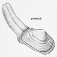 thumbnail image 3 of CafePress - Geoduck Sweatshirt - Crew Neck Sweatshirt, 3 of 4