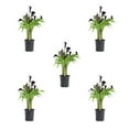 thumbnail image 3 of Expert Gardener 1QT Purple Calla Lily Perennial Live Plants (5 Pack) with Grower Pots, 3 of 3