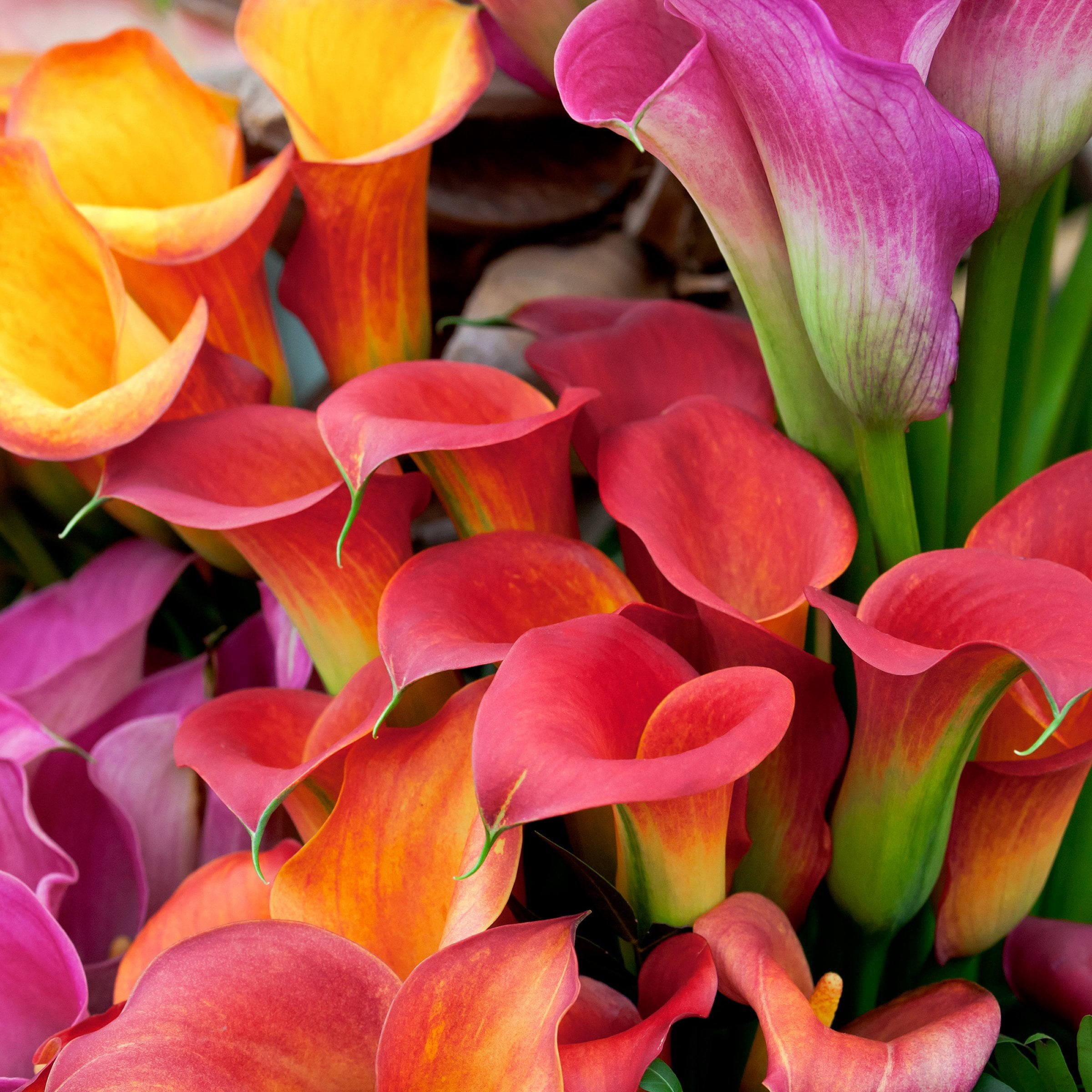 National Plant Network Calla Lily Mixed Bulbs (3-Pack)