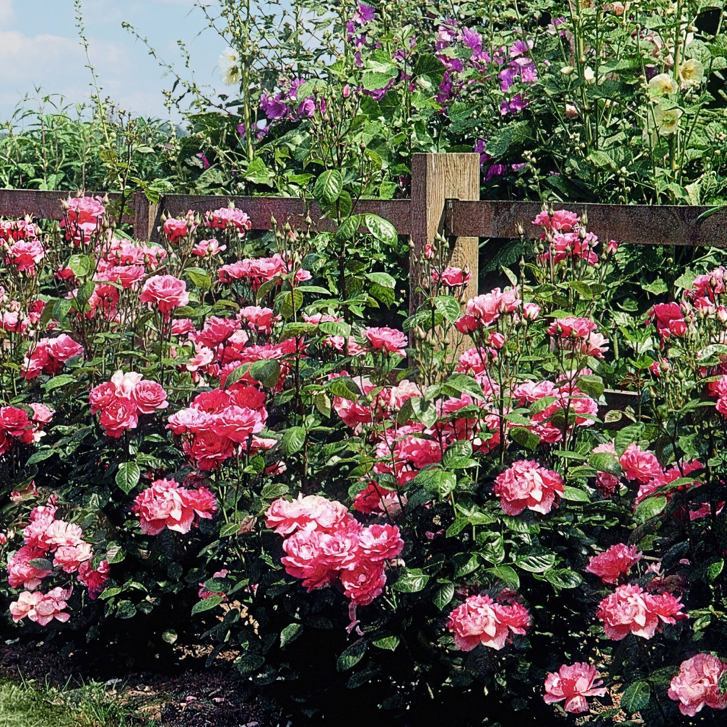 Bare Root Cherry Parfait Rose with Multicolor Flowers (2-Pack)