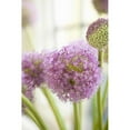 thumbnail image 3 of Millet, Karyn 11x14 Black Modern Framed Museum Art Print Titled - Blossoms I, 3 of 5