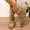 Khaki, variant on JUSLIO Boots for Women Chunky Heel Boots Fashion Casual Slip On Mid Calf Boots Comfort Solid Color Pointed Toe Womens Boots