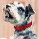 thumbnail image 3 of Correa para collares de perro, correa clásica ajustable para collar de perro para todas las variedades de perros pequeños, medianos y grandes, 3 of 5