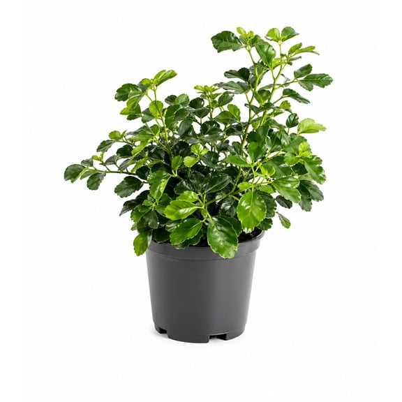 Chicago Hardy Fig Fruit Live Tree in 3-Gallon Grower Pot