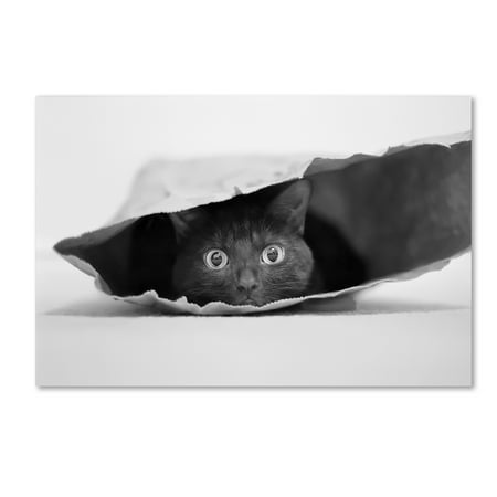 - Trademark Fine Art 'Cat In A Bag' Canvas Art by Jeremy Holthuysen