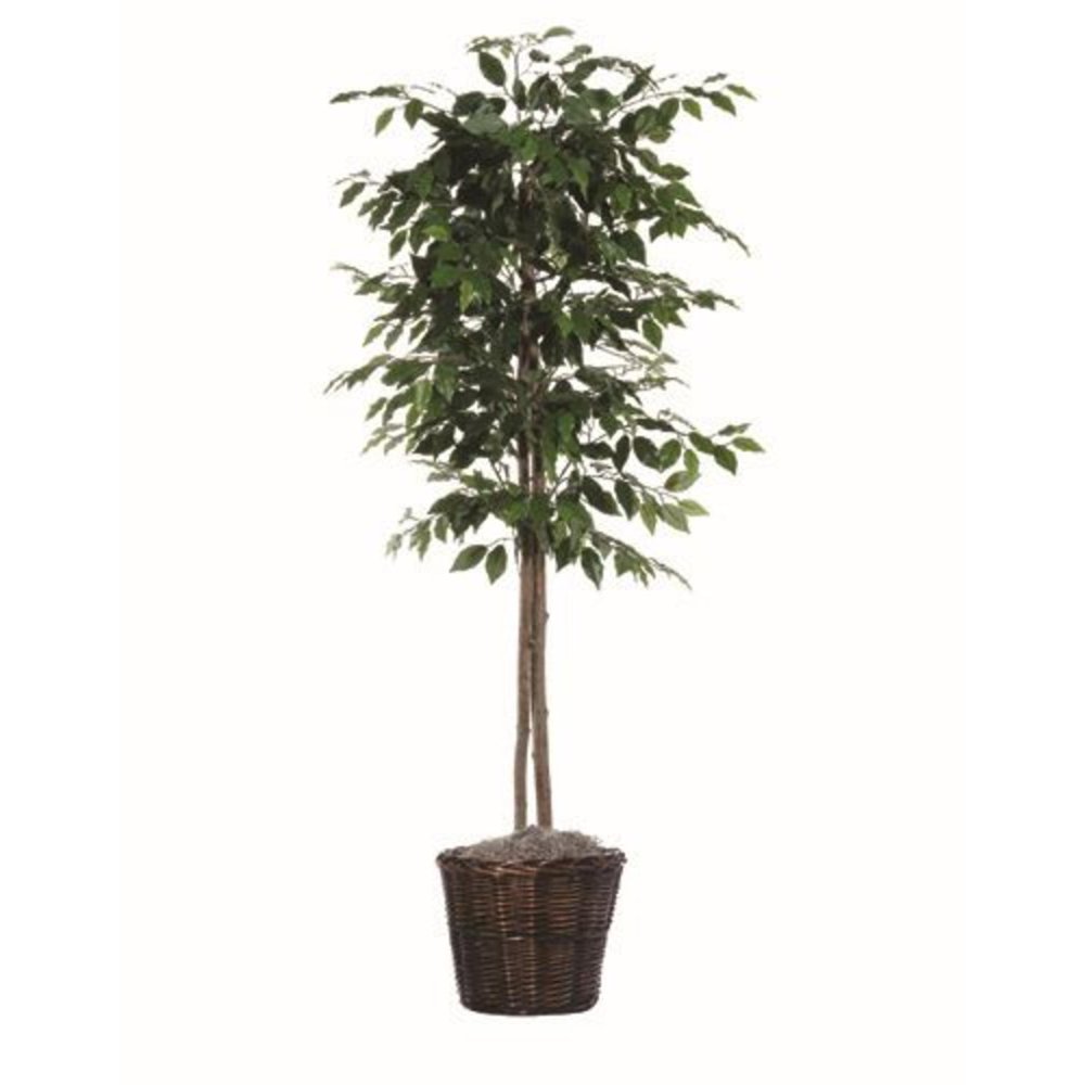 6� Artificial Potted All Natural Ficus Tree Unlit