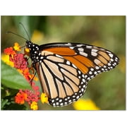Small World Greetings Monarch Butterfly Note Cards 12 Count-Blank Inside with White Envelopes-A2 Size 5.5 x 4.25-Summer Greeting Cards-Nature Stationery-Birthday, Thank You, and Much More