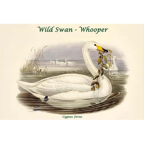 Cygnus Ferus - Wild Swan - Whooper-Fine Art Canvas Print (20" x 30")