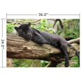 thumbnail image 2 of Wallmonkeys Black Jaguar Peel and Stick Wall Decals Mural WM255496 (36 in W x 24 in H), 2 of 4