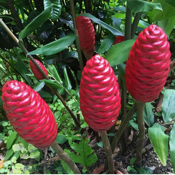 Pack 10 Shampoo Ginger Roots for Growing Perennial Garden, Awapuhi Zingiber Zerumbet Ginger Rhizomes, Hawaiian Ginger Lily