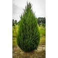 thumbnail image 4 of Spartan Juniper  40 Live Trees  Juniperus Chinensis  Evergreen Privacy Screening Plant, 4 of 9