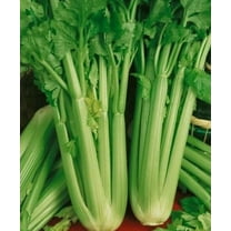 Tall Utah Celery Premium Seed Packet