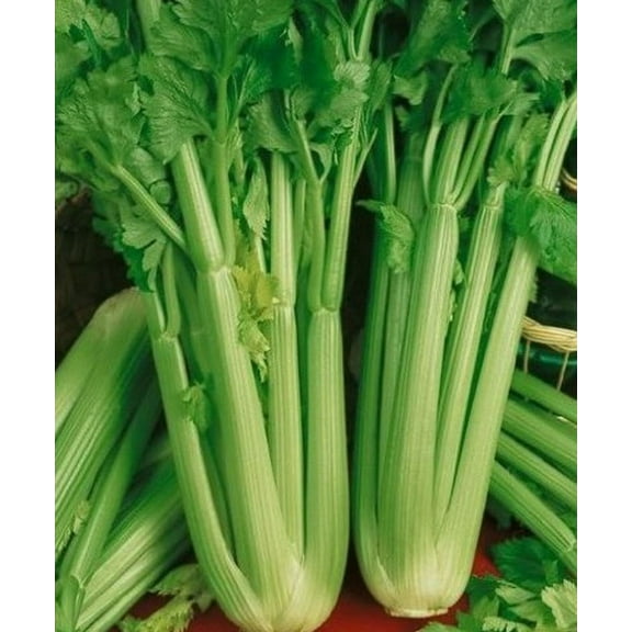 Tall Utah Celery Premium Seed Packet