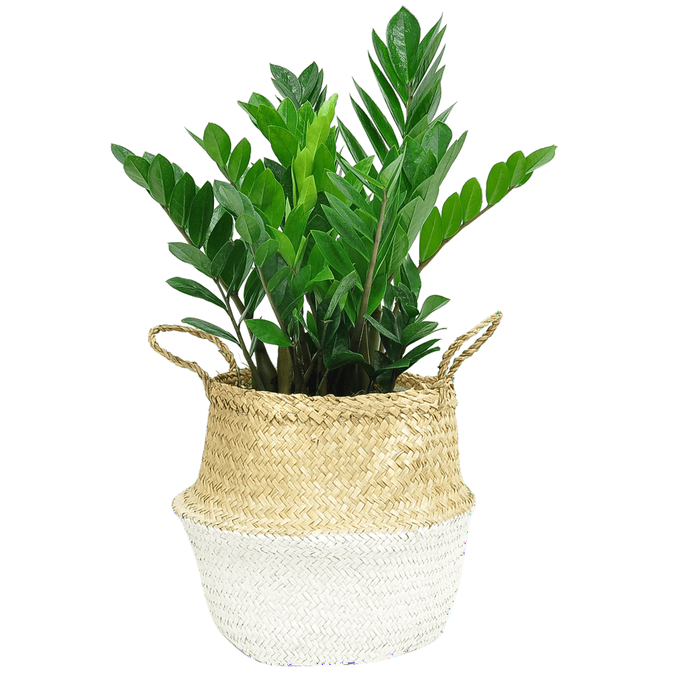 Costa Farms Live Indoor 2ft. Tall ZZ Plant in 10in. Seagrass Basket