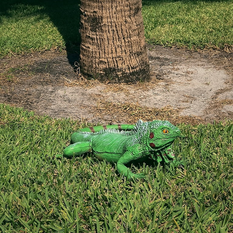 Giant Green Iguana Life Size Reptile Rubber Lizard Bearded Dragon Birthday Decor Giant Green Iguana Life Size Reptile Rubber Lizard Bearded Dragon Birthday Decor