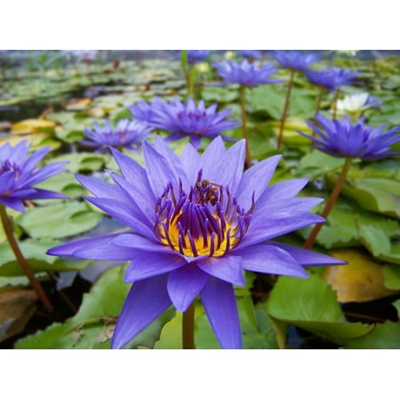 Purple Tropical Water Lily - Water Garden Live Pond (Best Time To Plant Calla Lily Bulbs)