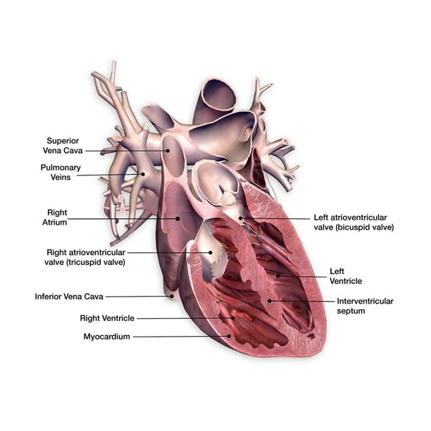 Cross section of human heart with labels. Poster Print by Hank Grebe ...