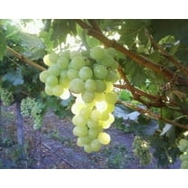 Pixies Gardens Marquis Seedless Grape Plant- Seedless Grape Vine (Live Plant). Extremely Cold Hardy to -20F (1 Gallon Potted)